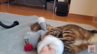 Playing with a furry and a stuffed animal …. Intense play
